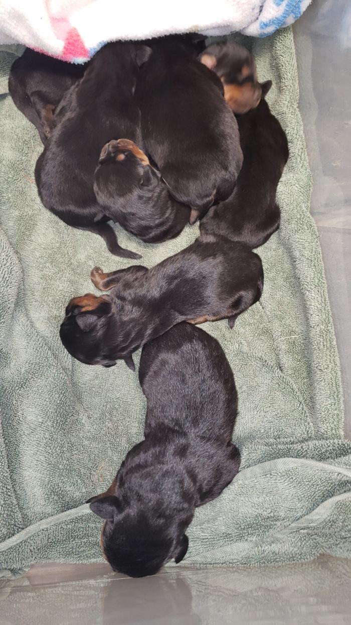 Beall Animal Clinic - Leesville, LA