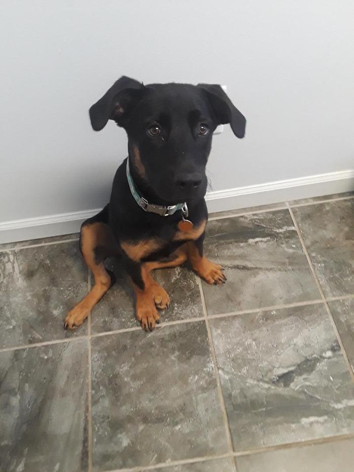 Beall Animal Clinic - Leesville, LA