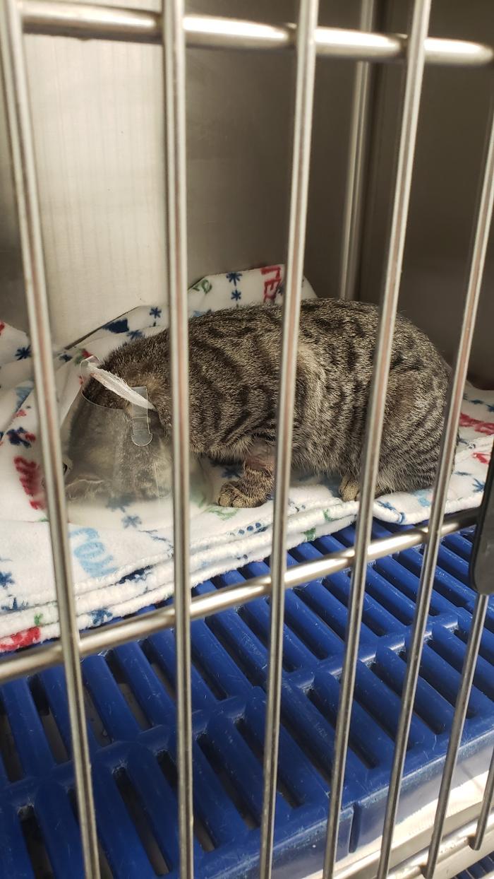 Beall Animal Clinic - Leesville, LA