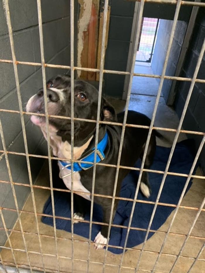 Beall Animal Clinic - Leesville, LA