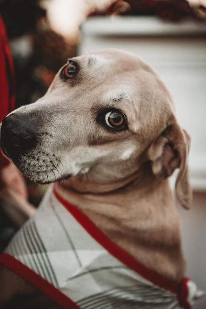 Beall Animal Clinic - Leesville, LA