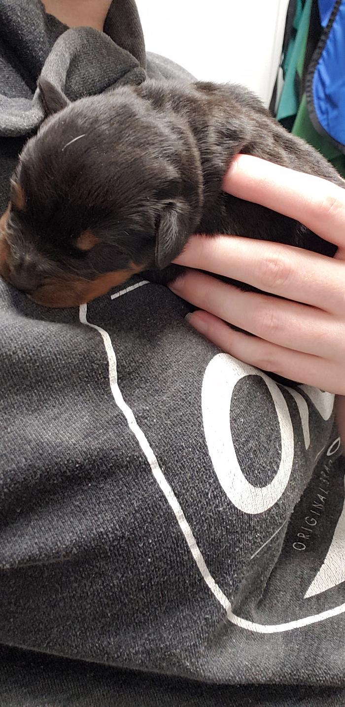 Beall Animal Clinic - Leesville, LA