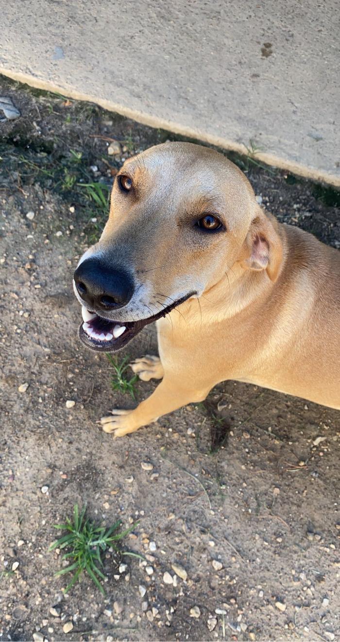 Beall Animal Clinic - Leesville, LA