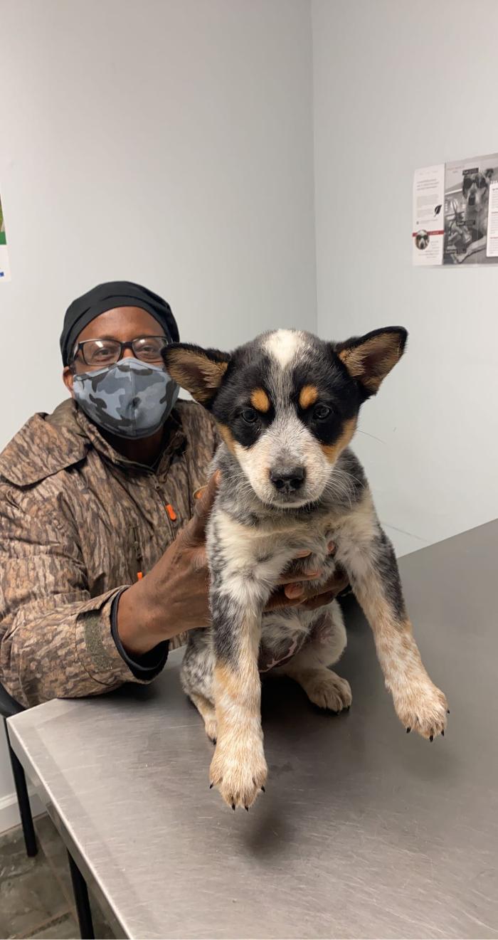 Beall Animal Clinic - Leesville, LA