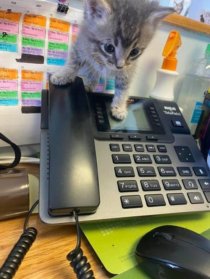 Beall Animal Clinic - Leesville, LA