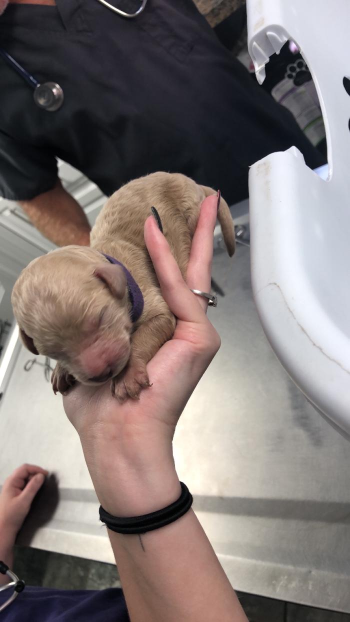 Beall Animal Clinic - Leesville, LA