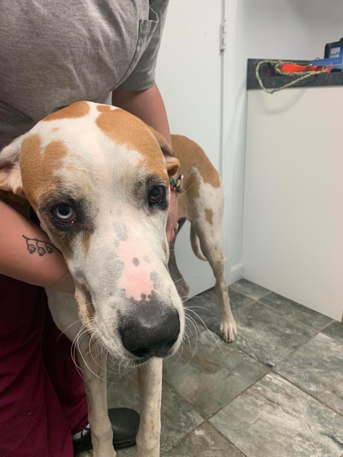 Beall Animal Clinic - Leesville, LA