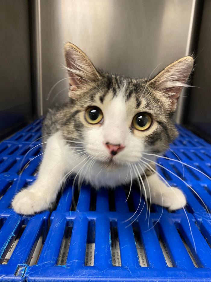 Beall Animal Clinic - Leesville, LA