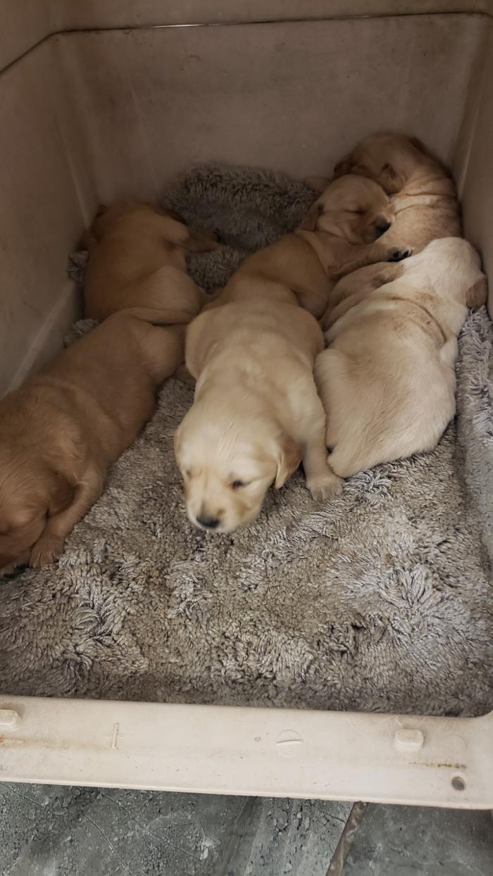 Beall Animal Clinic - Leesville, LA