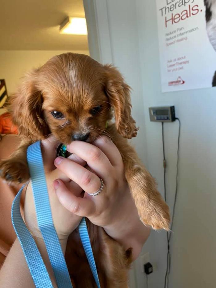 Beall Animal Clinic - Leesville, LA