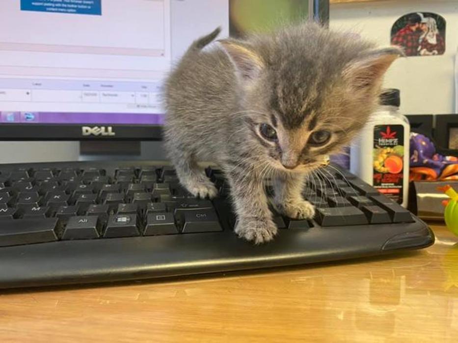 Beall Animal Clinic - Leesville, LA