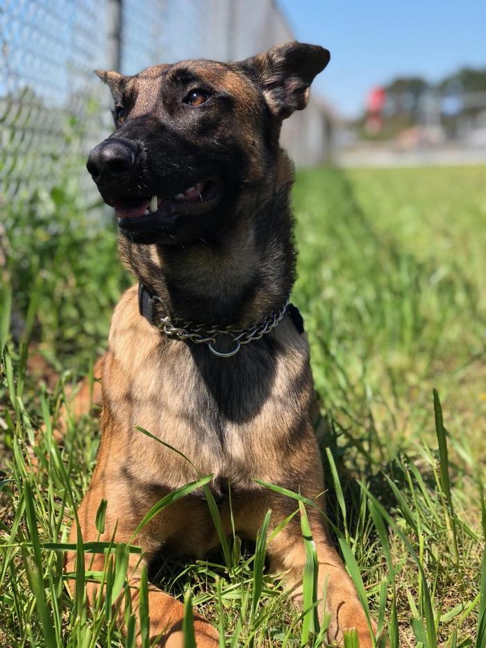 Beall Animal Clinic - Leesville, LA