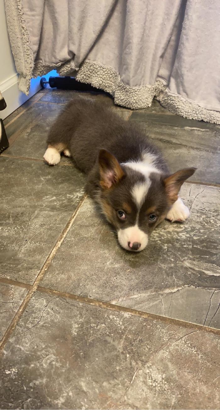 Beall Animal Clinic - Leesville, LA