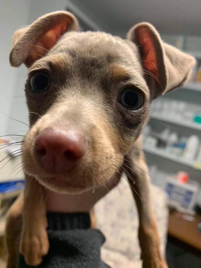 Beall Animal Clinic - Leesville, LA