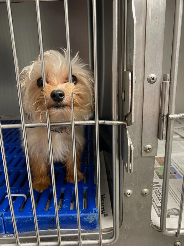 Beall Animal Clinic - Leesville, LA