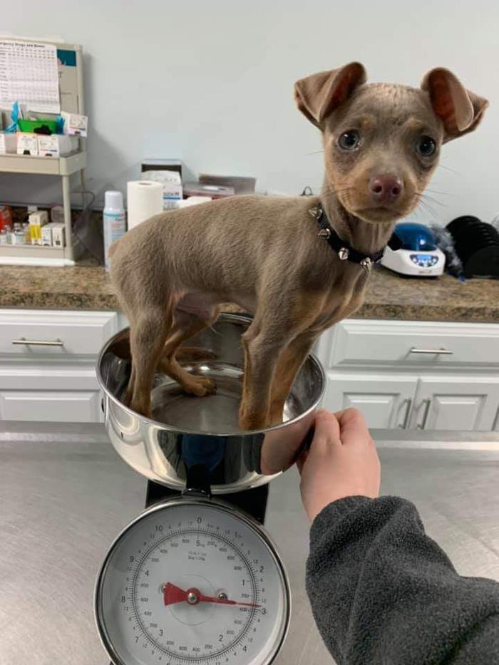 Beall Animal Clinic - Leesville, LA