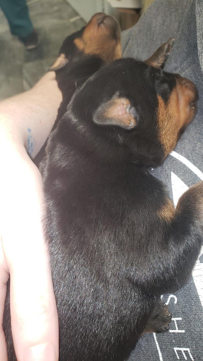 Beall Animal Clinic - Leesville, LA