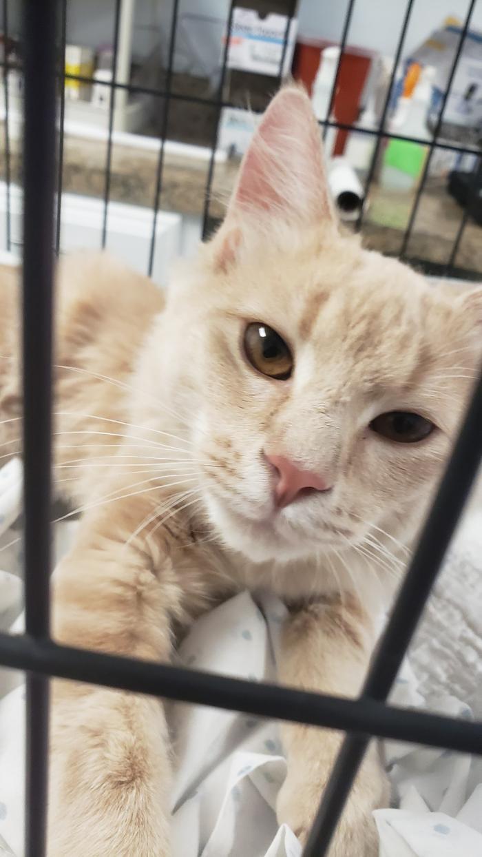 Beall Animal Clinic - Leesville, LA