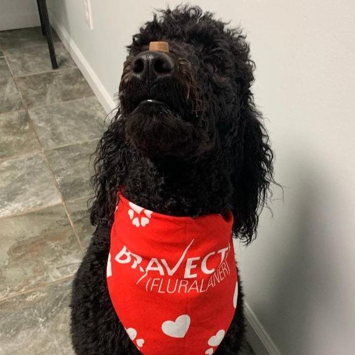 Beall Animal Clinic - Leesville, LA