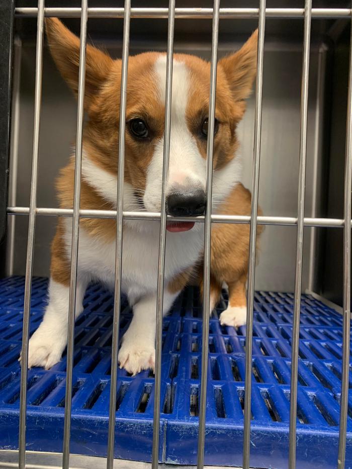 Beall Animal Clinic - Leesville, LA