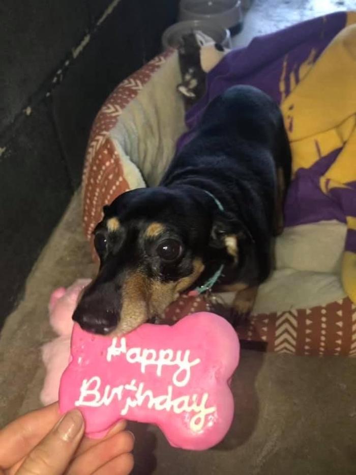 Beall Animal Clinic - Leesville, LA