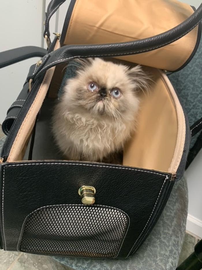 Beall Animal Clinic - Leesville, LA