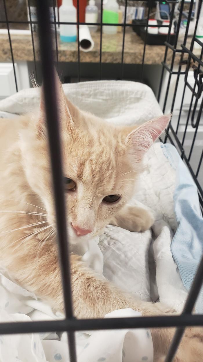 Beall Animal Clinic - Leesville, LA