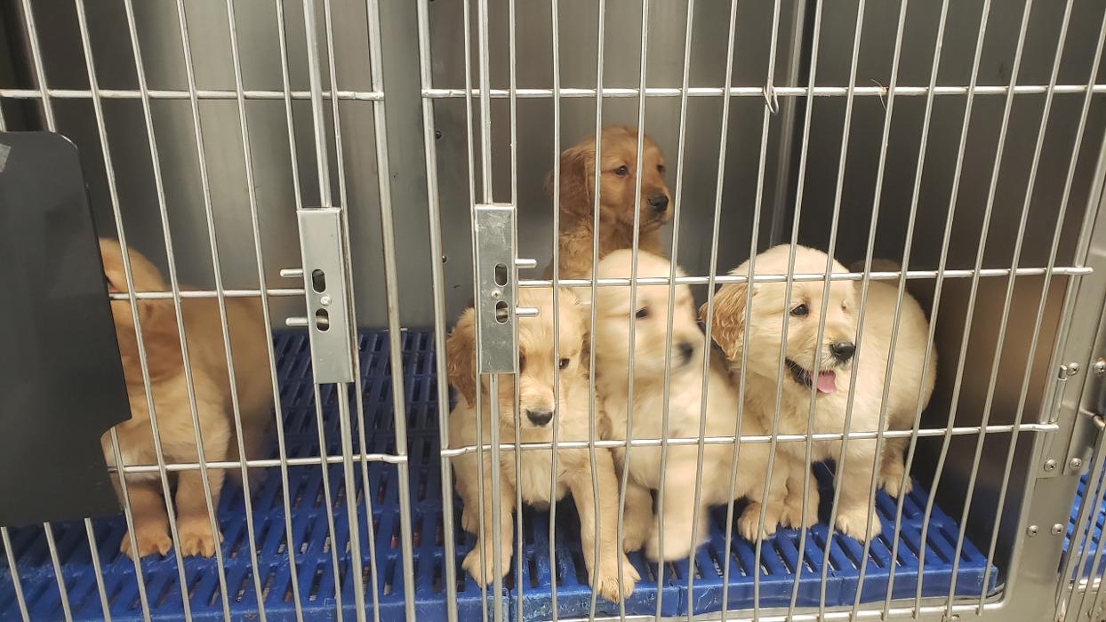 Beall Animal Clinic - Leesville, LA