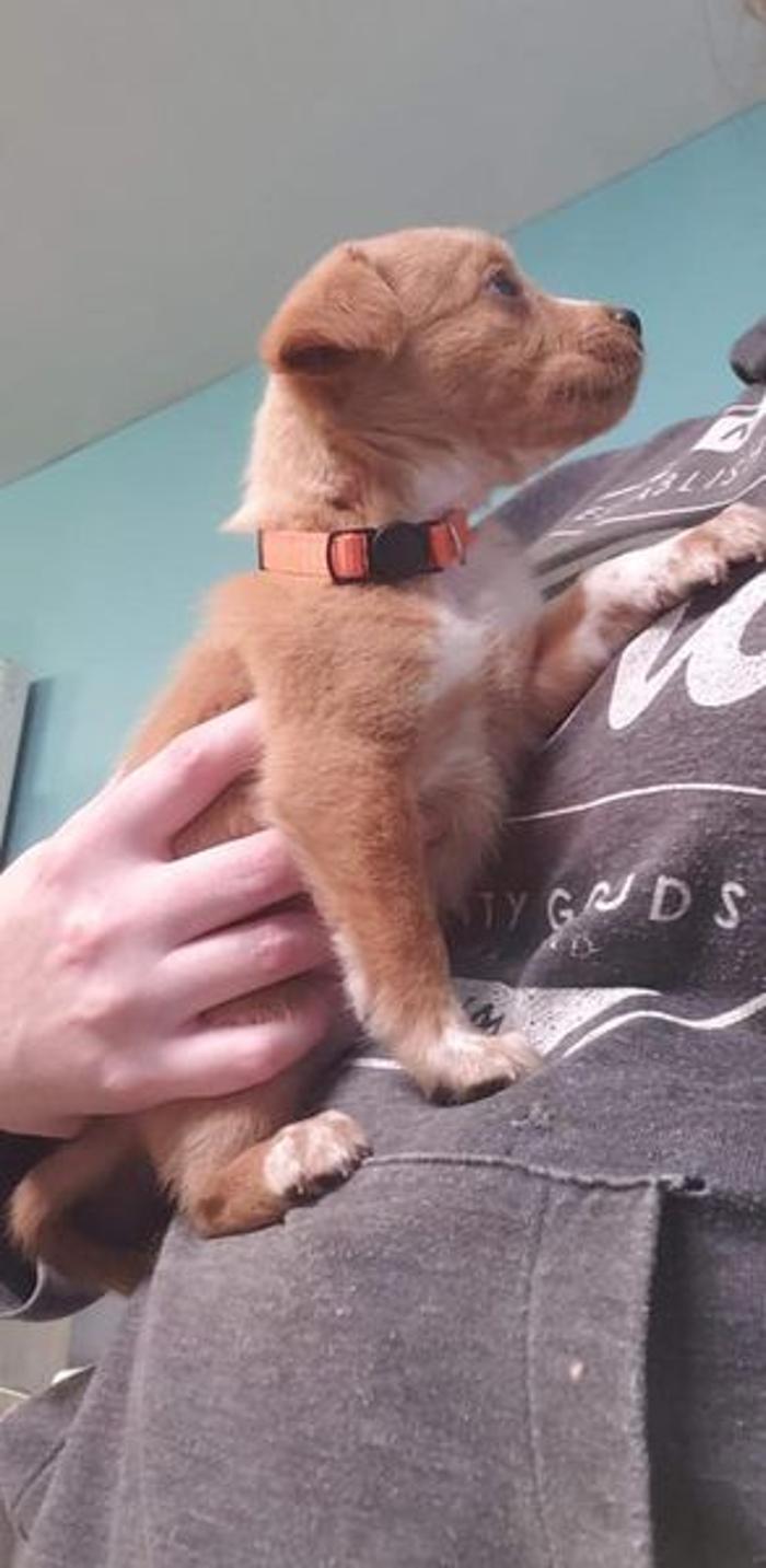 Beall Animal Clinic - Leesville, LA