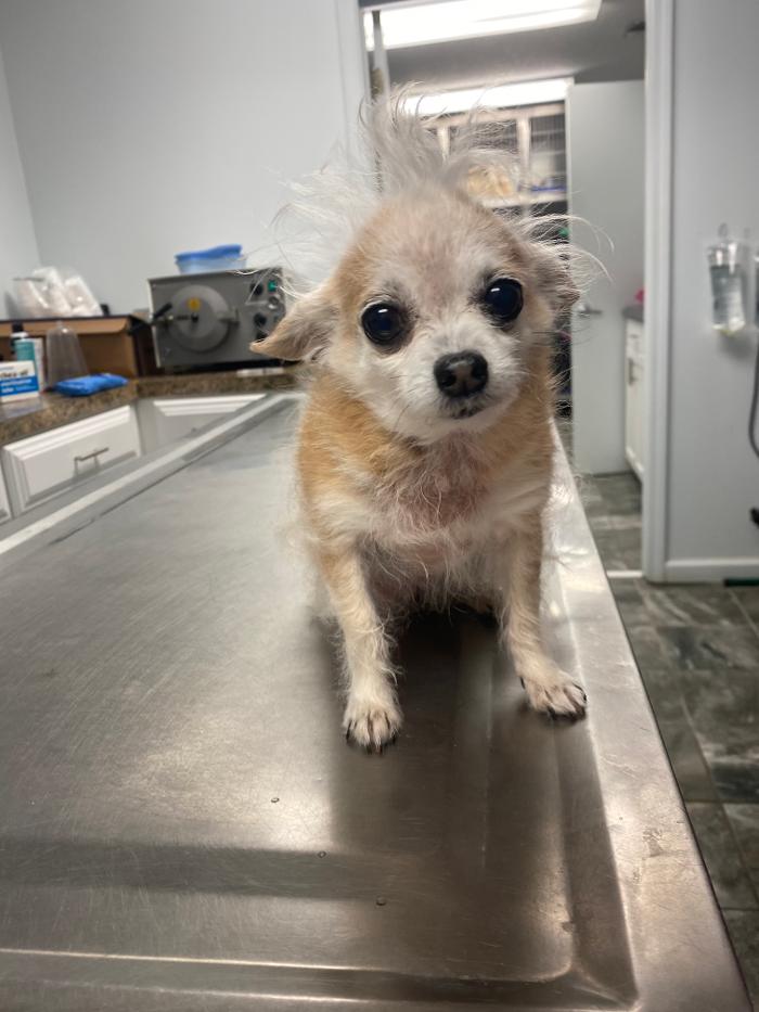 Beall Animal Clinic - Leesville, LA