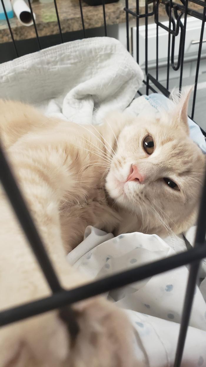 Beall Animal Clinic - Leesville, LA