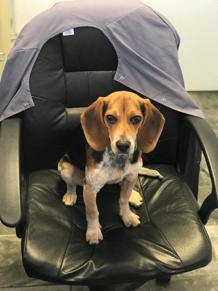 Beall Animal Clinic - Leesville, LA