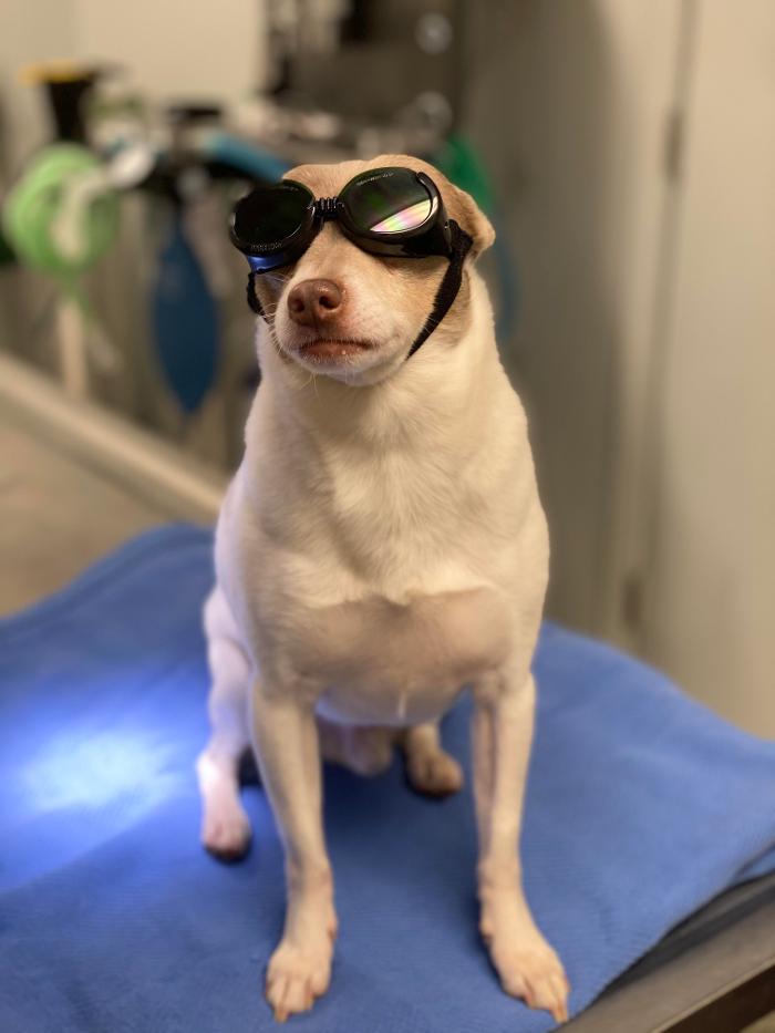 Beall Animal Clinic - Leesville, LA