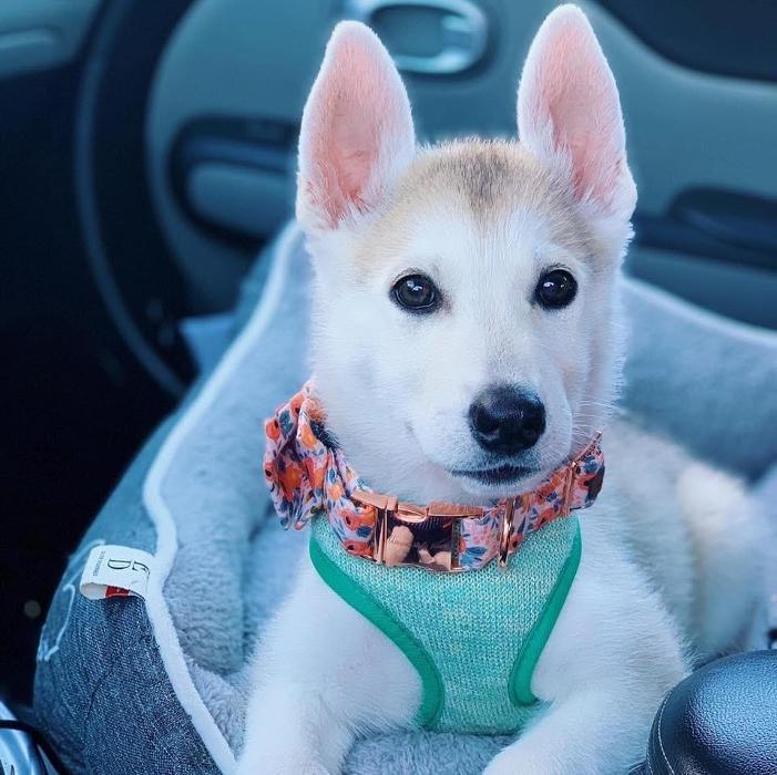 Beall Animal Clinic - Leesville, LA