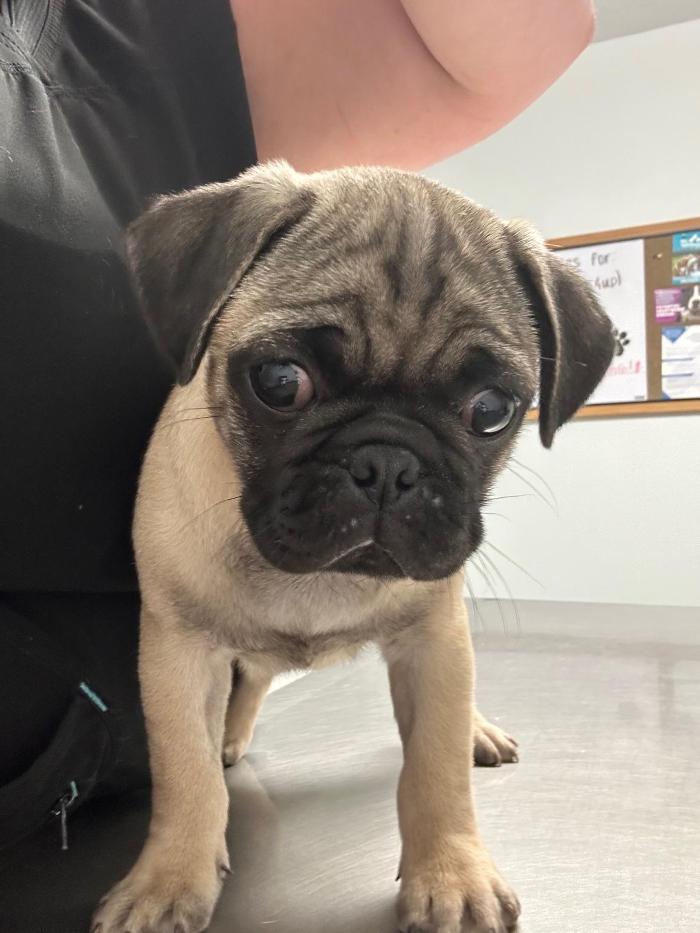 Beall Animal Clinic - Leesville, LA