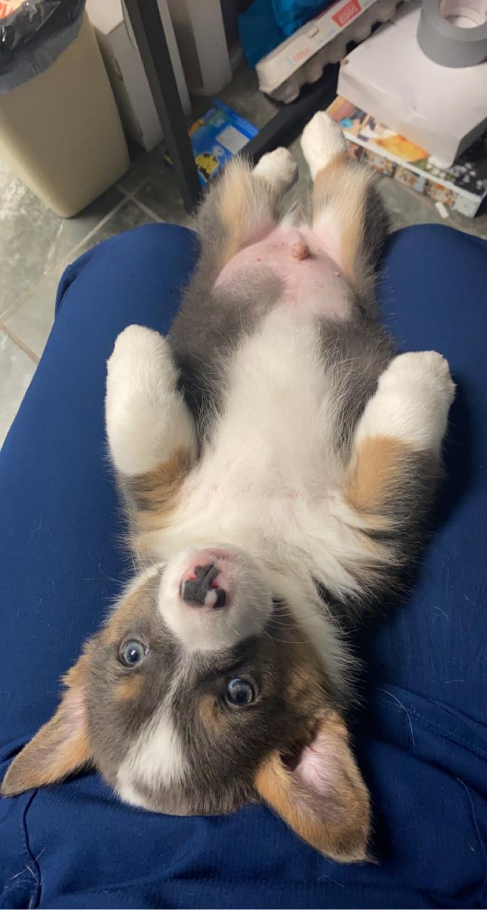 Beall Animal Clinic - Leesville, LA