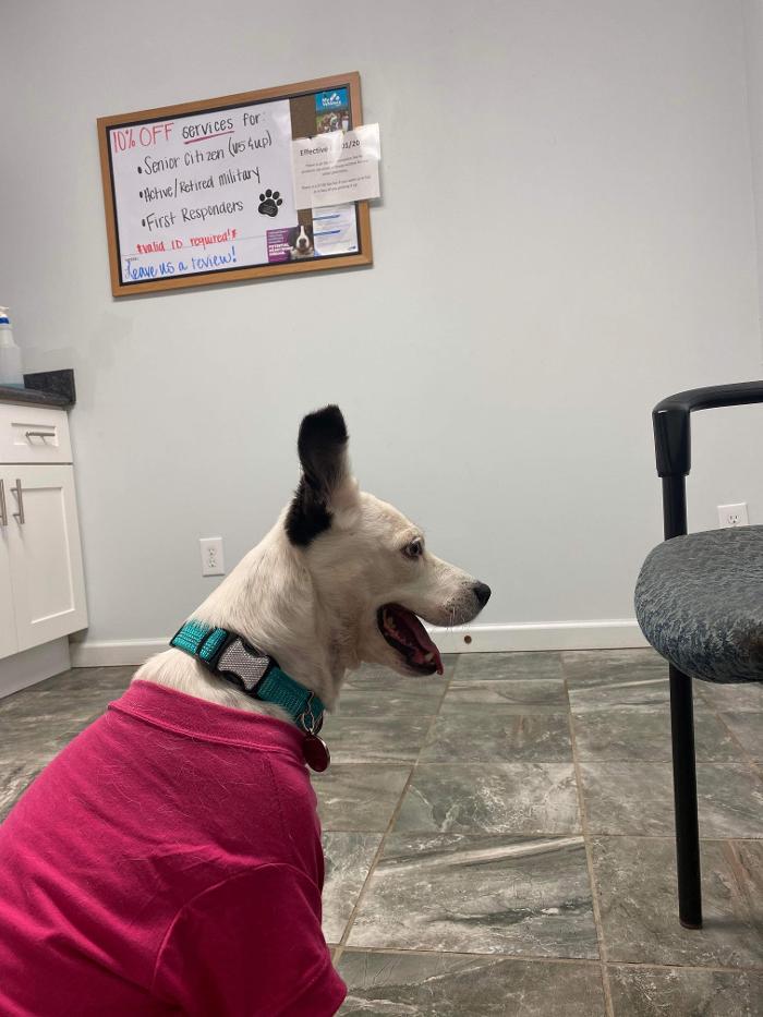 Beall Animal Clinic - Leesville, LA