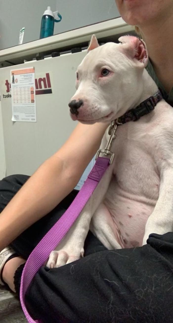 Beall Animal Clinic - Leesville, LA