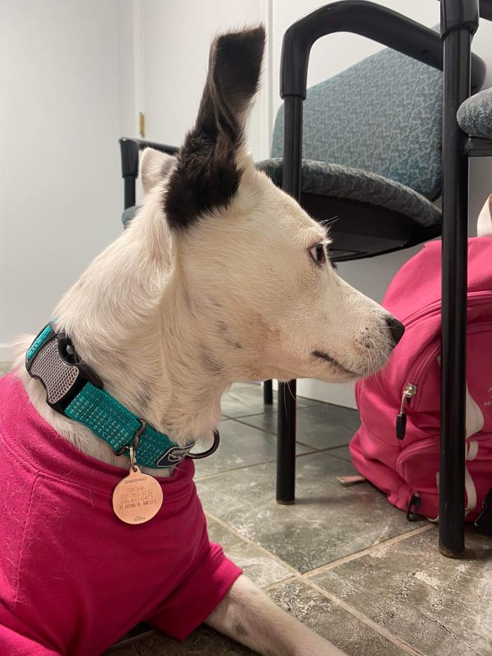 Beall Animal Clinic - Leesville, LA