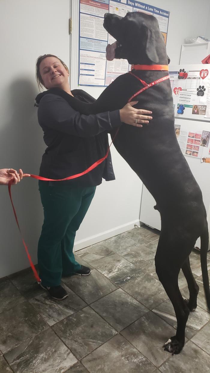 Beall Animal Clinic - Leesville, LA