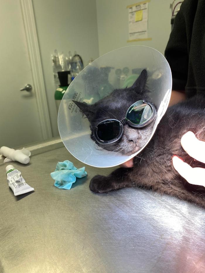 Beall Animal Clinic - Leesville, LA