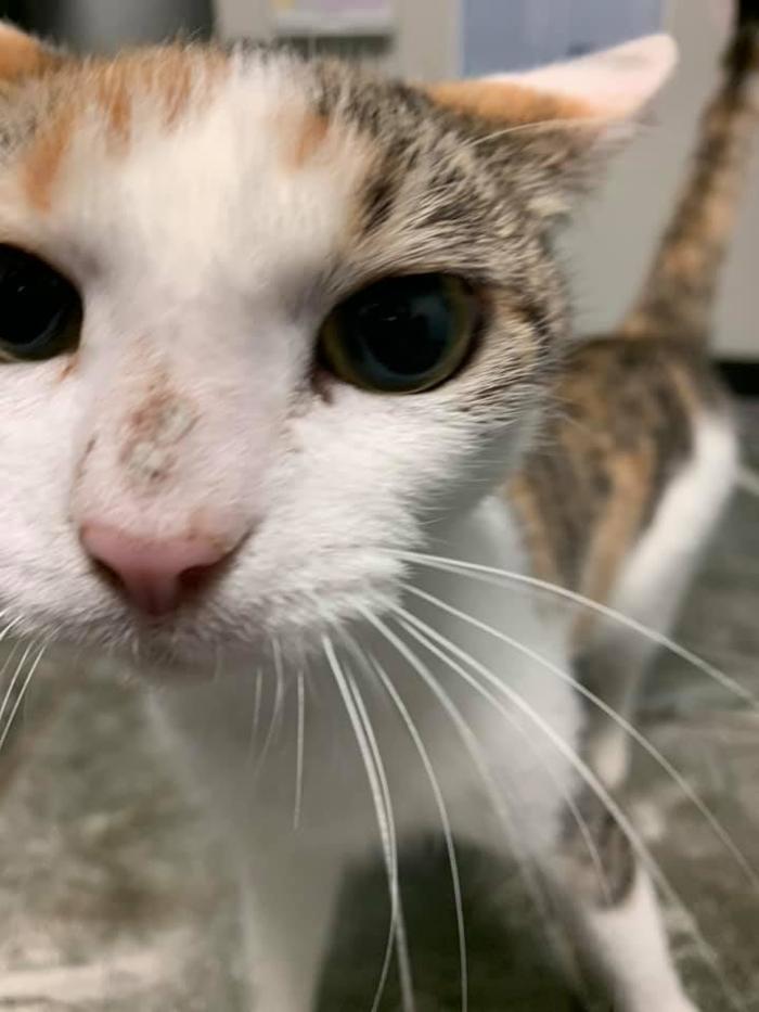 Beall Animal Clinic - Leesville, LA