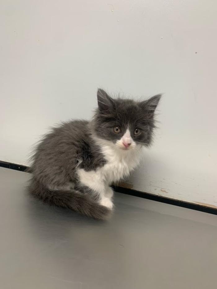 Beall Animal Clinic - Leesville, LA