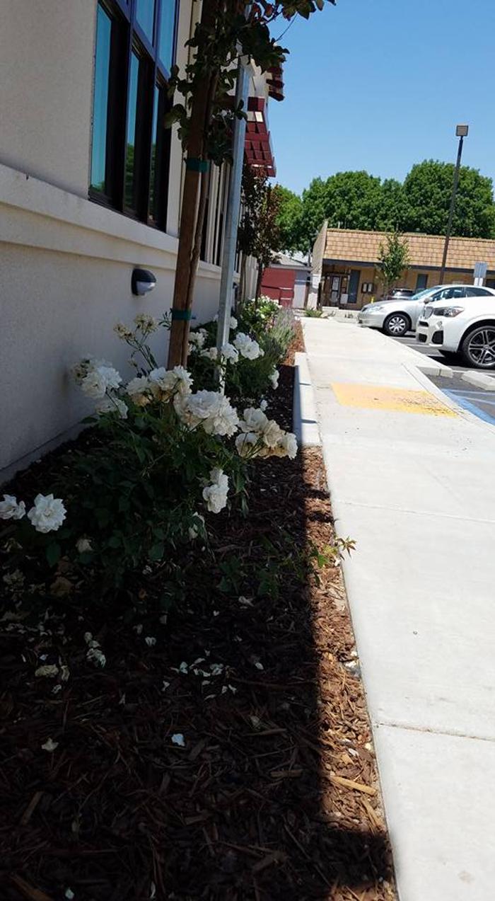 Settimi Family Dentistry - Visalia, CA