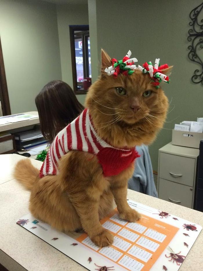 Apple Valley Veterinary Clinic Image