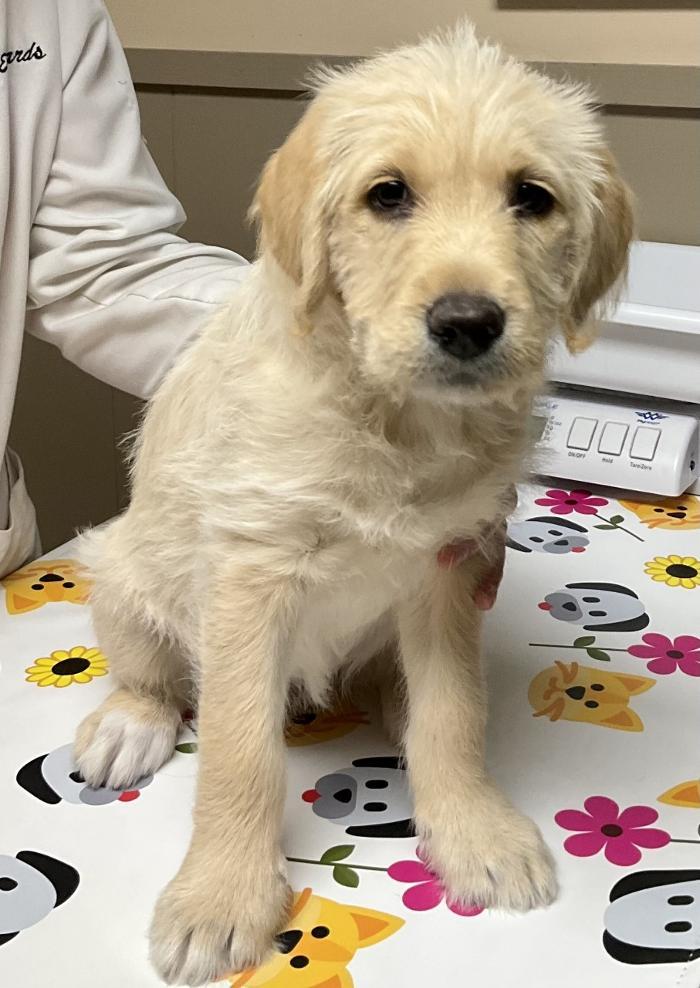 Apple Valley Veterinary Clinic Image