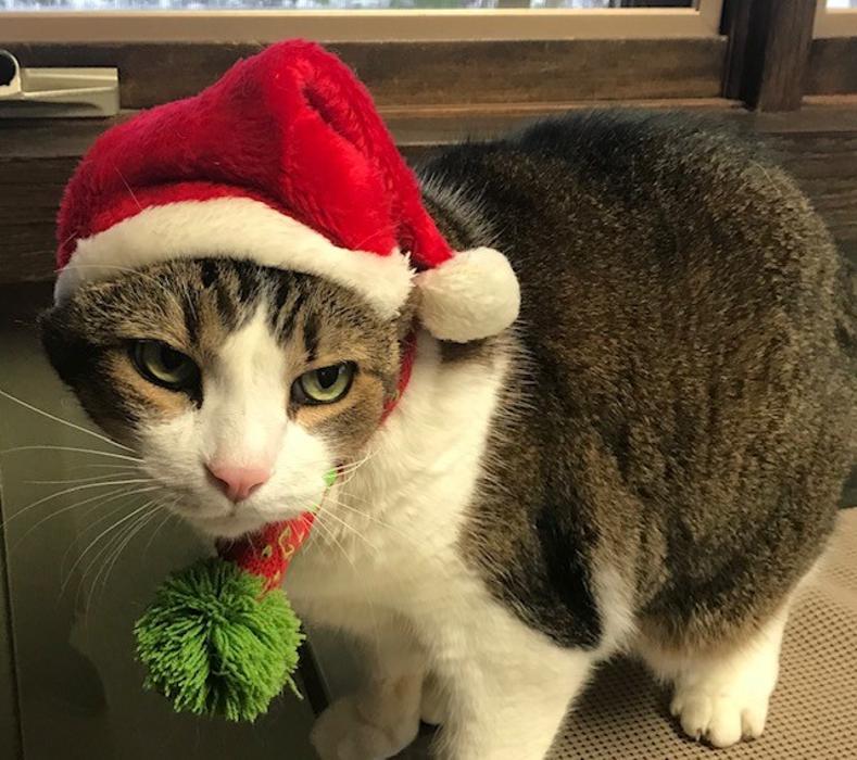 Apple Valley Veterinary Clinic Image