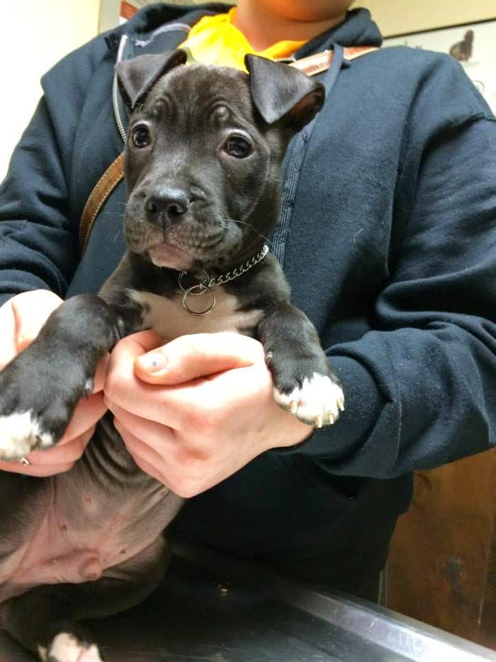 Apple Valley Veterinary Clinic Image