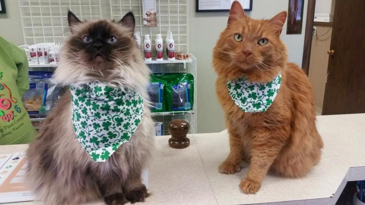 Apple Valley Veterinary Clinic Image