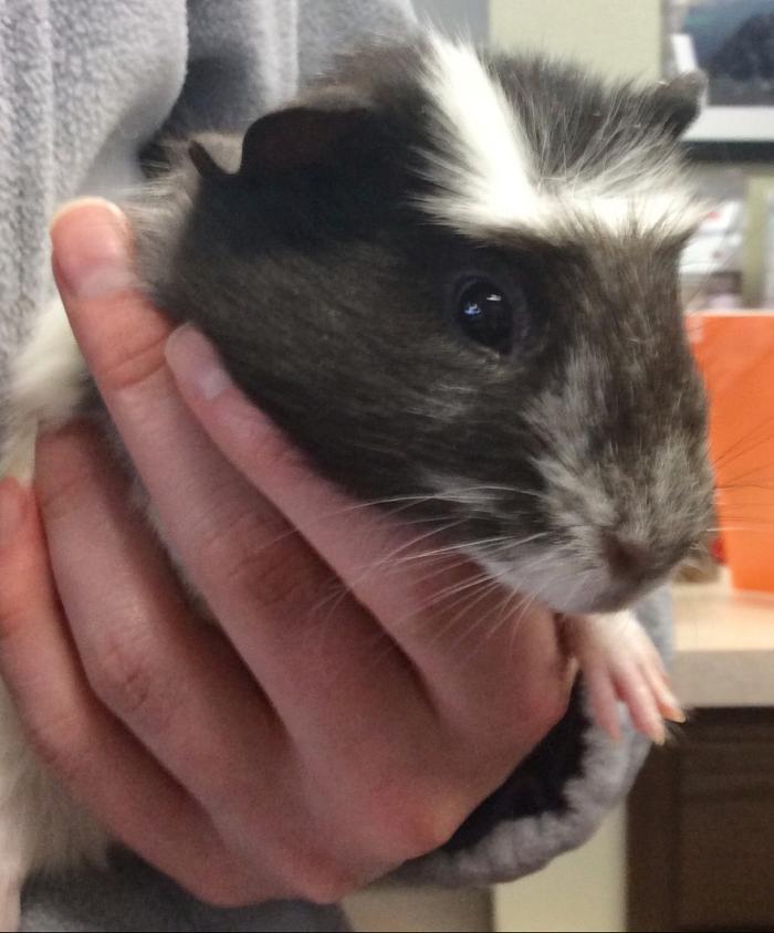 Apple Valley Veterinary Clinic Image